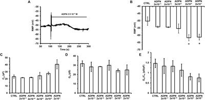 Adiponectin Decreases Gastric Smooth Muscle Cell Excitability in Mice